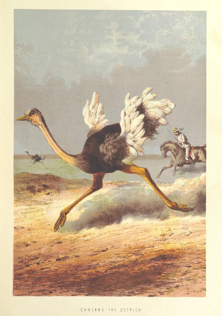 An illustration from Stanley and Africa: also, the travels, adventures, and discoveries of Captain John H. Speke, Captain Richard F. Burton ... and other distinguished explorers. [With plates, including portraits, 1890, leaf 33