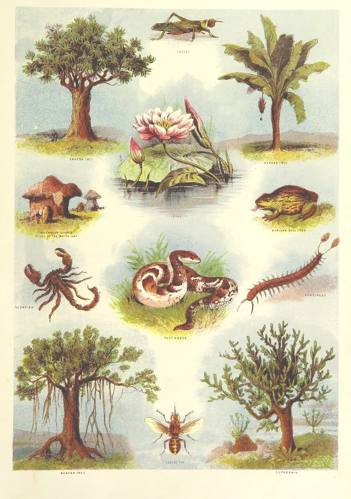 An illustration from Stanley and Africa: also, the travels, adventures, and discoveries of Captain John H. Speke, Captain Richard F. Burton ... and other distinguished explorers. [With plates, including portraits, 1890, leaf 661