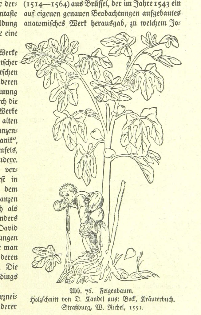 An illustration from Monographien zur deutschen Kulturgeschichte, herausgegeben von G. Steinhausen, 1899, leaf 77