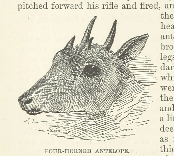 An illustration from Seonee, or, camp life on the Satpura Range ... Illustrated by the author, etc, 1887, leaf 112