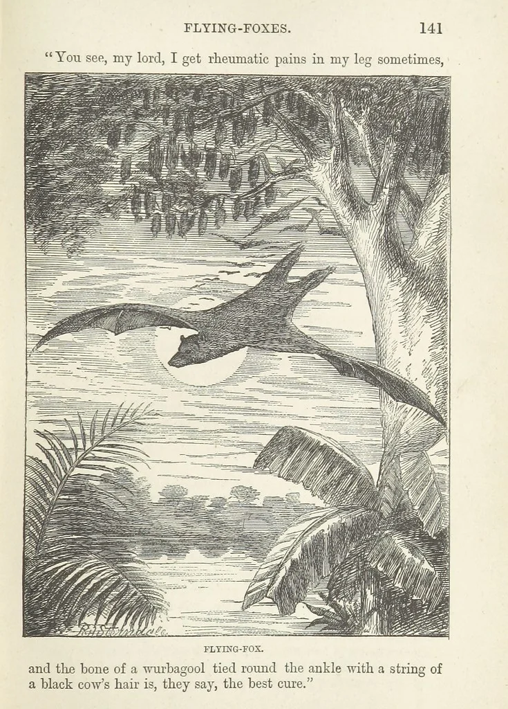 An illustration from Seonee, or, camp life on the Satpura Range ... Illustrated by the author, etc, 1887, leaf 159