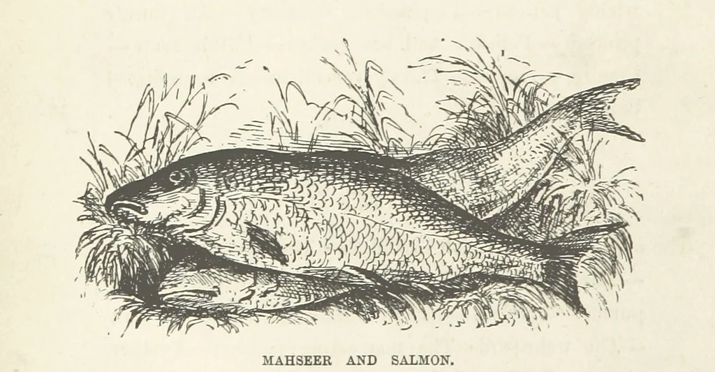An illustration from Seonee, or, camp life on the Satpura Range ... Illustrated by the author, etc, 1887, leaf 16
