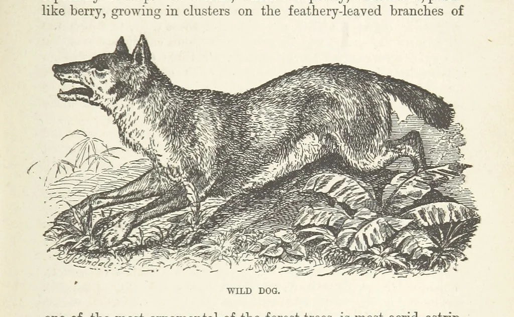 An illustration from Seonee, or, camp life on the Satpura Range ... Illustrated by the author, etc, 1887, leaf 171
