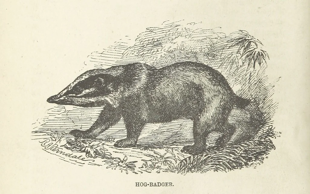 An illustration from Seonee, or, camp life on the Satpura Range ... Illustrated by the author, etc, 1887, leaf 18