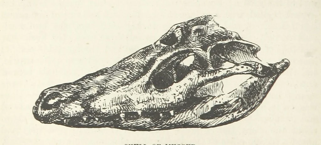 An illustration from Seonee, or, camp life on the Satpura Range ... Illustrated by the author, etc, 1887, leaf 232