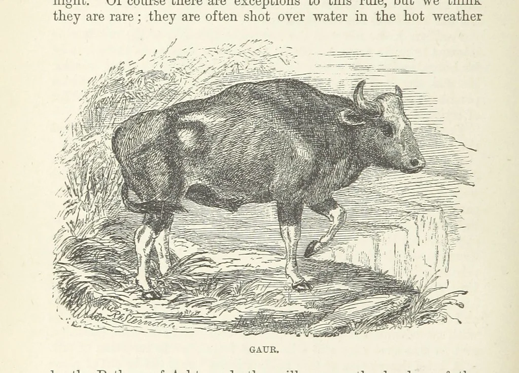 An illustration from Seonee, or, camp life on the Satpura Range ... Illustrated by the author, etc, 1887, leaf 244
