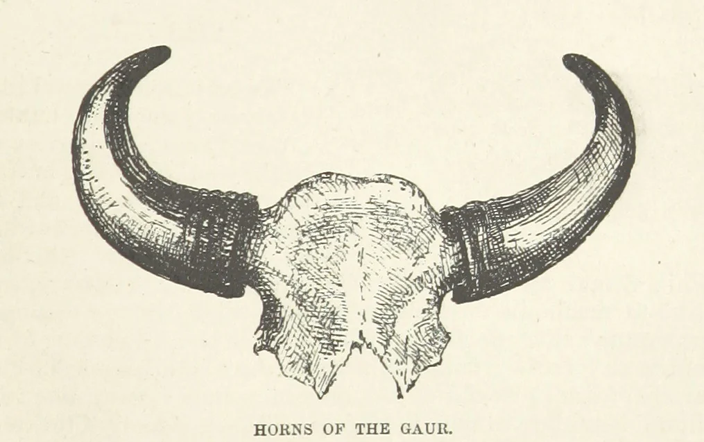An illustration from Seonee, or, camp life on the Satpura Range ... Illustrated by the author, etc, 1887, leaf 251