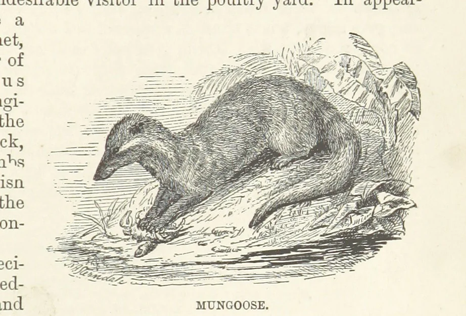 An illustration from Seonee, or, camp life on the Satpura Range ... Illustrated by the author, etc, 1887, leaf 257