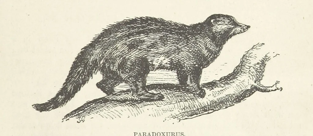 An illustration from Seonee, or, camp life on the Satpura Range ... Illustrated by the author, etc, 1887, leaf 271
