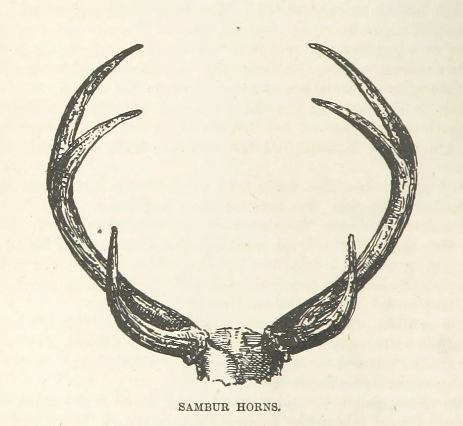 An illustration from Seonee, or, camp life on the Satpura Range ... Illustrated by the author, etc, 1887, leaf 296