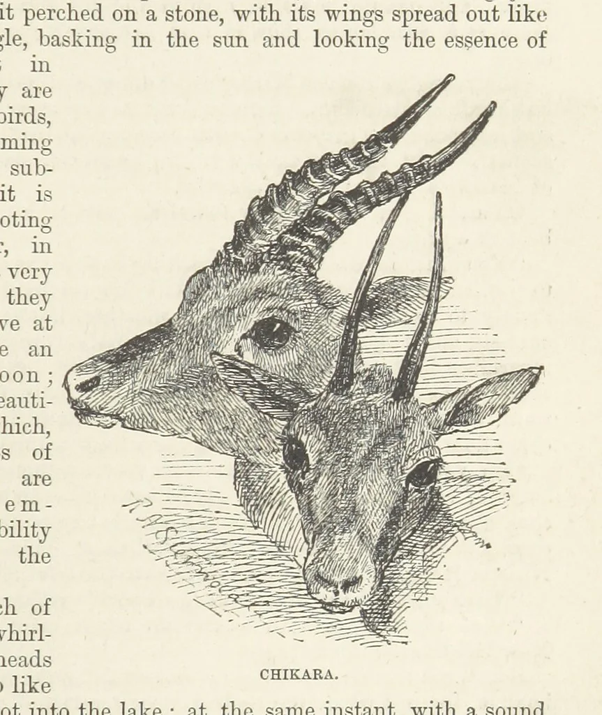 An illustration from Seonee, or, camp life on the Satpura Range ... Illustrated by the author, etc, 1887, leaf 39