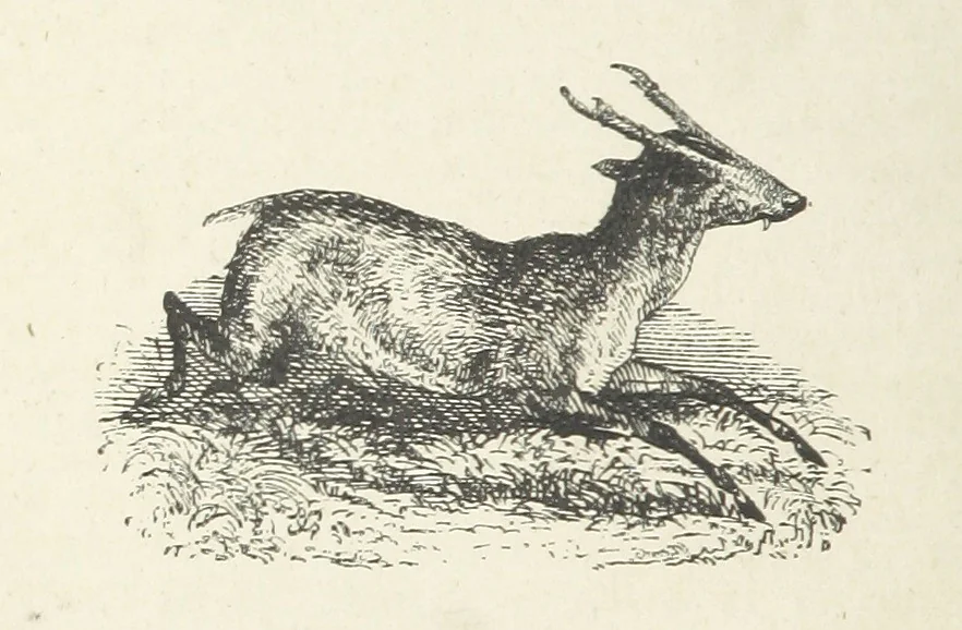 An illustration from Seonee, or, camp life on the Satpura Range ... Illustrated by the author, etc, 1887, leaf 44