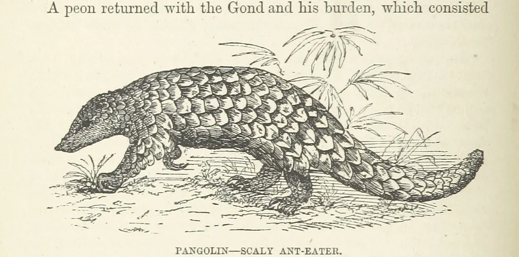 An illustration from Seonee, or, camp life on the Satpura Range ... Illustrated by the author, etc, 1887, leaf 60