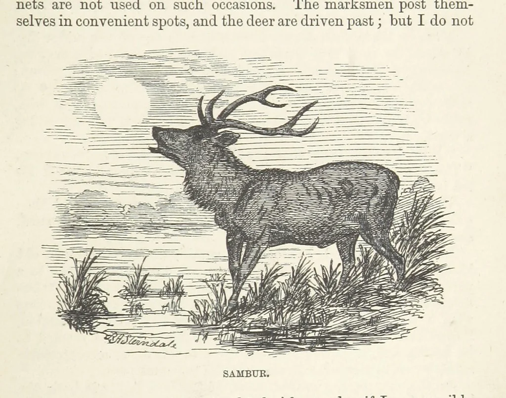 An illustration from Seonee, or, camp life on the Satpura Range ... Illustrated by the author, etc, 1887, leaf 85