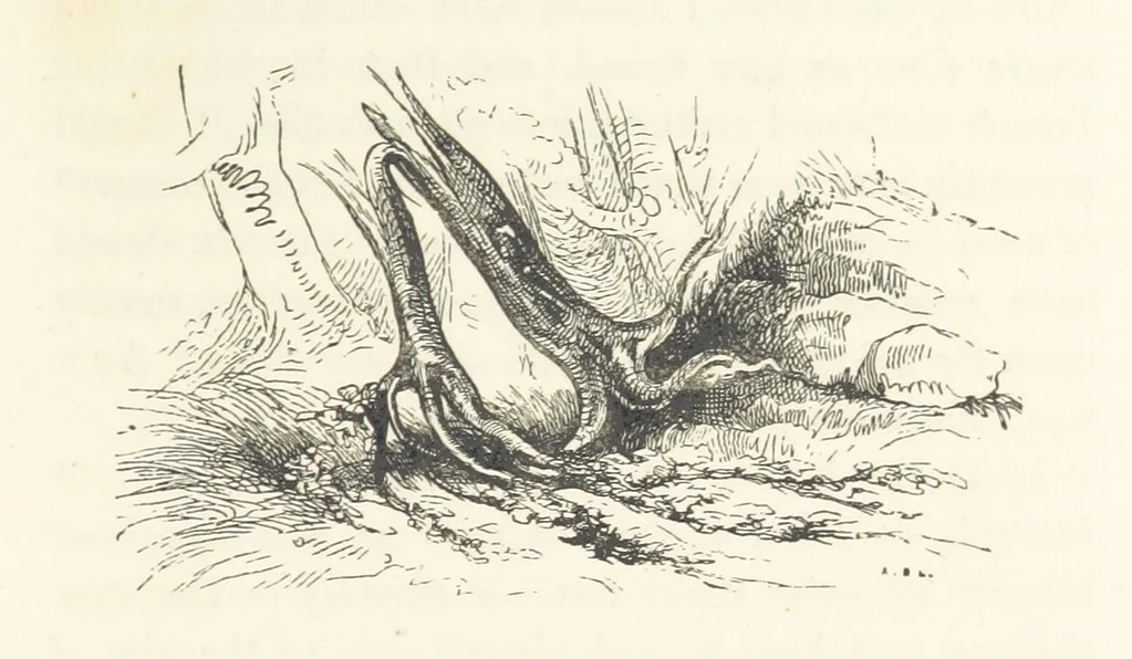 An illustration from A sentimental journey through France and Italy, 1857, leaf 255