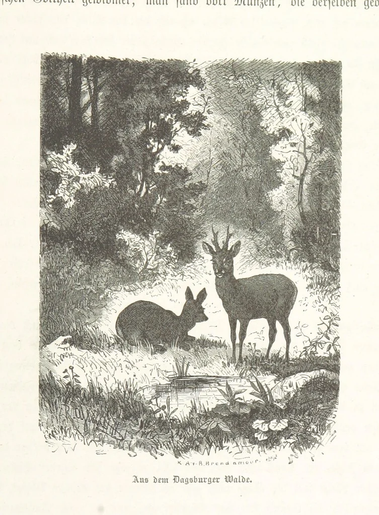 An illustration from Bilder aus Elsass Lothringen. Original-Zeichnungen von R. Assmus ... Schilderungen von K. S, 1876, leaf 115