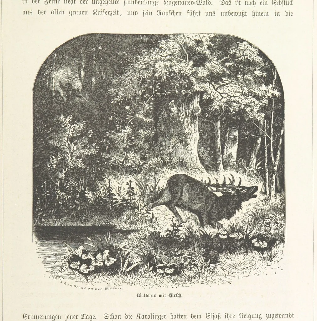 An illustration from Bilder aus Elsass Lothringen. Original-Zeichnungen von R. Assmus ... Schilderungen von K. S, 1876, leaf 147