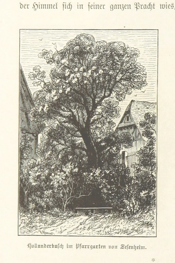An illustration from Bilder aus Elsass Lothringen. Original-Zeichnungen von R. Assmus ... Schilderungen von K. S, 1876, leaf 290