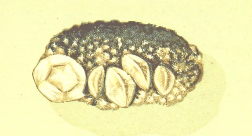 An illustration from Precious Stones and Gems ... Third edition, 1882, leaf 123