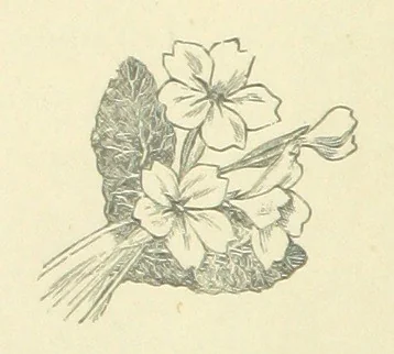 An illustration from Precious Stones and Gems ... Fifth edition, revised and largely rewritten, with chapters on the ruby mines of Burma, 1892, leaf 214