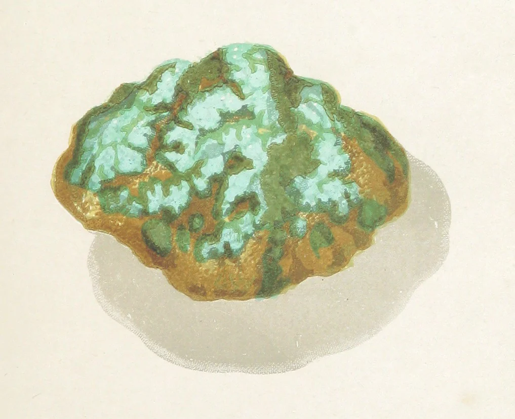 An illustration from Precious Stones and Gems ... Fifth edition, revised and largely rewritten, with chapters on the ruby mines of Burma, 1892, leaf 299