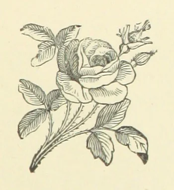 An illustration from Precious Stones and Gems ... Fifth edition, revised and largely rewritten, with chapters on the ruby mines of Burma, 1892, leaf 345