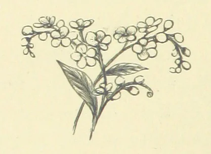An illustration from Precious Stones and Gems ... Fifth edition, revised and largely rewritten, with chapters on the ruby mines of Burma, 1892, leaf 350
