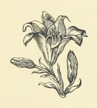 An illustration from Precious Stones and Gems ... Fifth edition, revised and largely rewritten, with chapters on the ruby mines of Burma, 1892, leaf 39