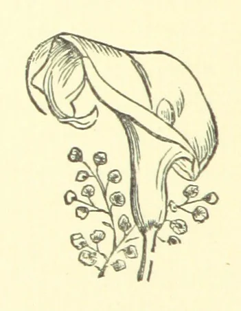 An illustration from My Lost Manuscript. The romance of a school, 1894, leaf 214