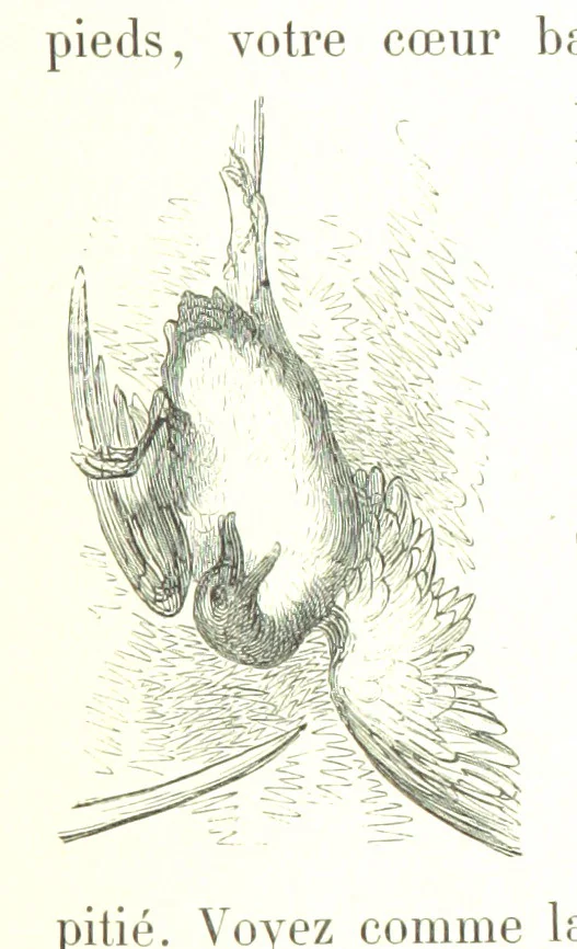 An illustration from Voyage aux Pyrénées ... Troisième édition illustrée par Gustave Doré, 1860, leaf 155