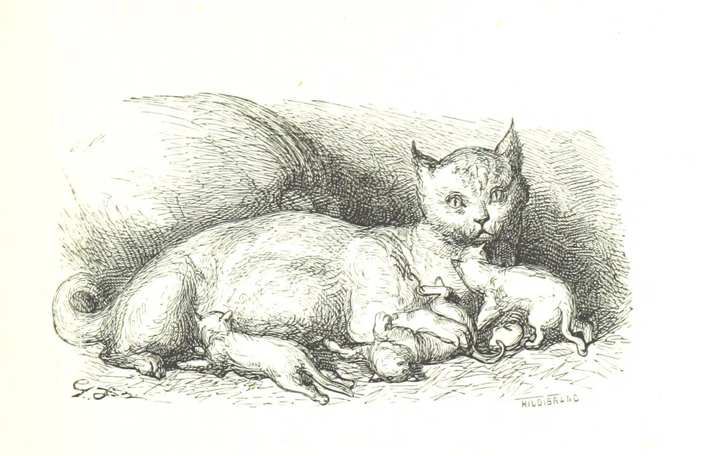 An illustration from Voyage aux Pyrénées ... Troisième édition illustrée par Gustave Doré, 1860, leaf 491