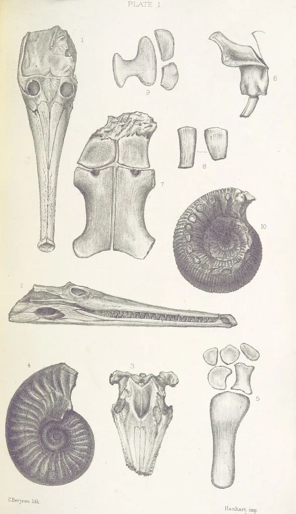 An illustration from The Yorkshire Lias. [With illustrations and a map, 1876, leaf 515