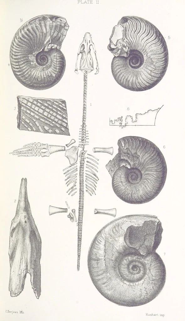 An illustration from The Yorkshire Lias. [With illustrations and a map, 1876, leaf 517