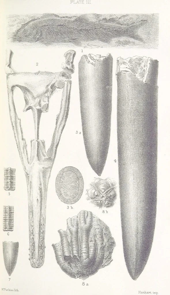 An illustration from The Yorkshire Lias. [With illustrations and a map, 1876, leaf 519