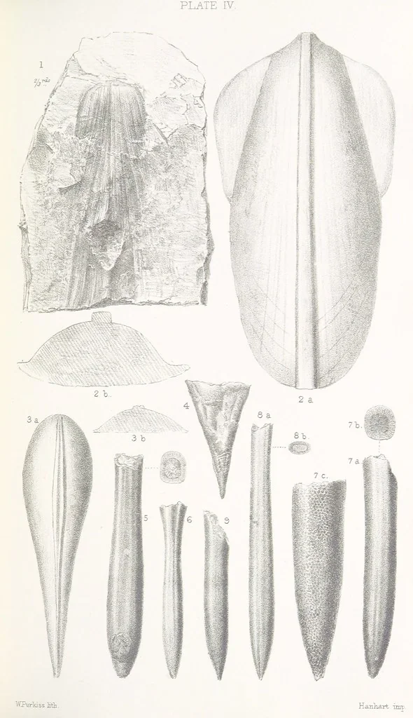 An illustration from The Yorkshire Lias. [With illustrations and a map, 1876, leaf 521