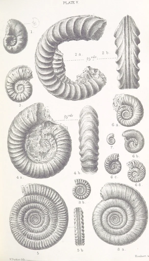 An illustration from The Yorkshire Lias. [With illustrations and a map, 1876, leaf 523