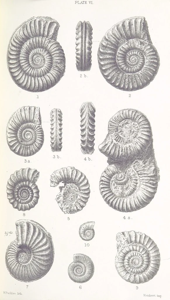 An illustration from The Yorkshire Lias. [With illustrations and a map, 1876, leaf 525
