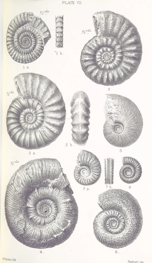 An illustration from The Yorkshire Lias. [With illustrations and a map, 1876, leaf 527