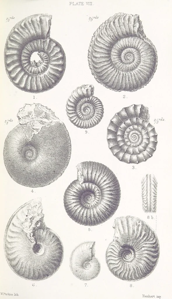 An illustration from The Yorkshire Lias. [With illustrations and a map, 1876, leaf 529