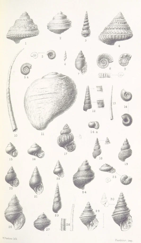 An illustration from The Yorkshire Lias. [With illustrations and a map, 1876, leaf 531