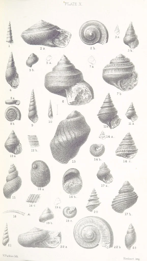 An illustration from The Yorkshire Lias. [With illustrations and a map, 1876, leaf 533