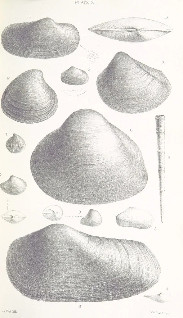 An illustration from The Yorkshire Lias. [With illustrations and a map, 1876, leaf 535