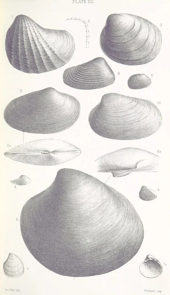 An illustration from The Yorkshire Lias. [With illustrations and a map, 1876, leaf 537