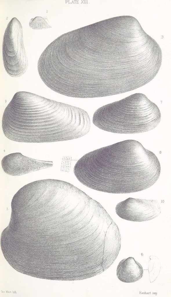 An illustration from The Yorkshire Lias. [With illustrations and a map, 1876, leaf 539