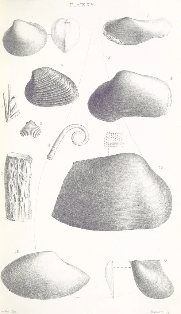 An illustration from The Yorkshire Lias. [With illustrations and a map, 1876, leaf 541