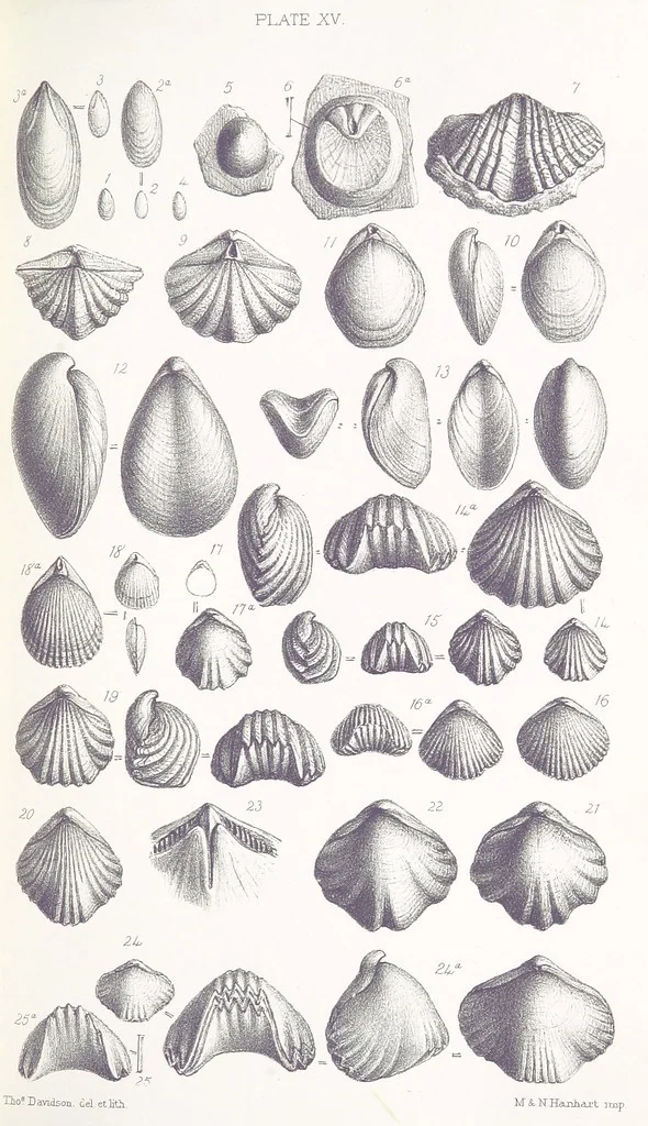 An illustration from The Yorkshire Lias. [With illustrations and a map, 1876, leaf 543