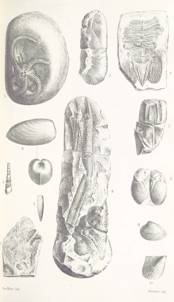 An illustration from The Yorkshire Lias. [With illustrations and a map, 1876, leaf 545