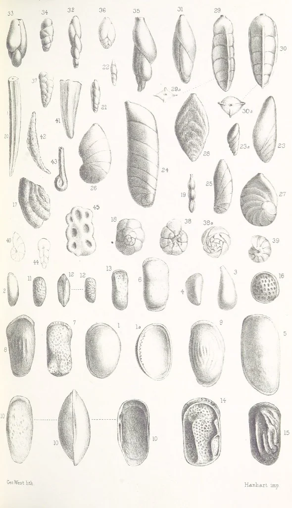 An illustration from The Yorkshire Lias. [With illustrations and a map, 1876, leaf 547