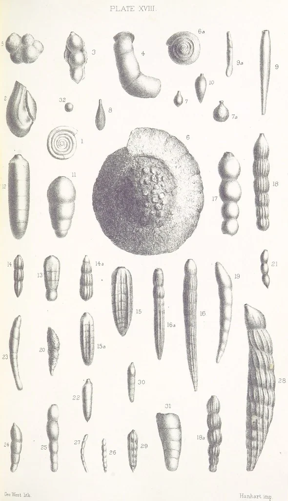 An illustration from The Yorkshire Lias. [With illustrations and a map, 1876, leaf 549