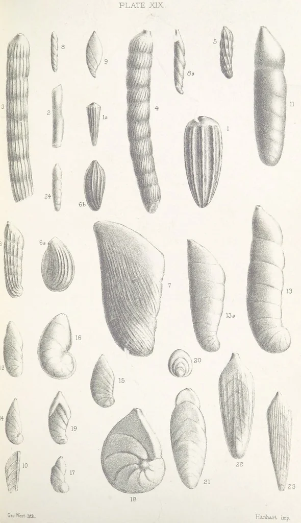 An illustration from The Yorkshire Lias. [With illustrations and a map, 1876, leaf 551
